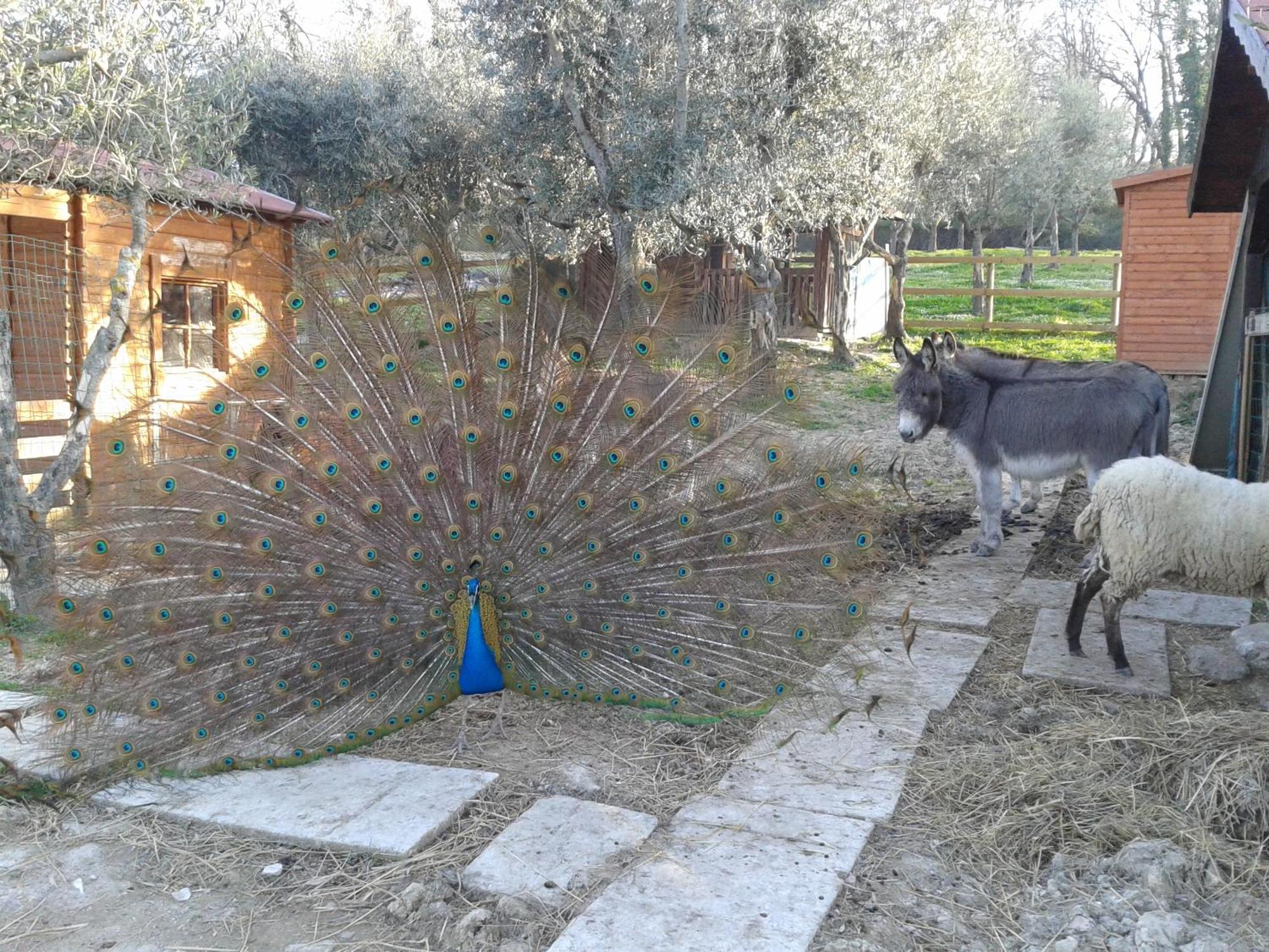 الشقق الفندقية غاردن فيليدج سان مارينو المظهر الخارجي الصورة
